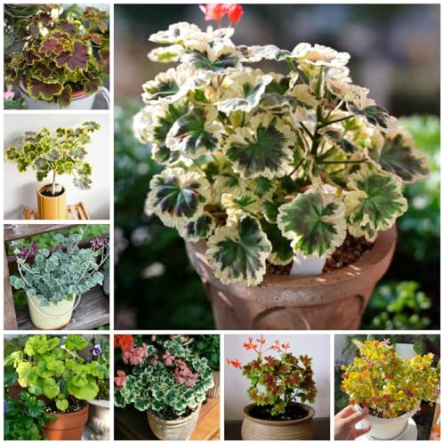 semi di geranio in piedi, pelargonium copertura del terreno, perenne rare, decorazione del soggiorno di campo, aiuole rialzate 20pcs