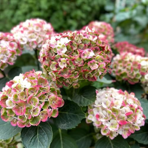 Semillas de hortensias resistentes - perennes Decoración de sala estar Cama elevada 650pcs