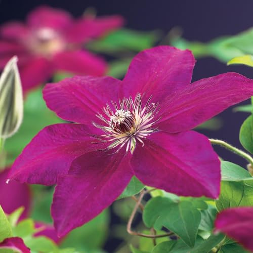 Kletterpflanze Clematis Westerplatte – Tiefviolette Blüten mit weißem Rand – 2 Pflanzen – 11 cm x H40 cm – Pflegeleicht & Robust – Ideal für Garten, Balkon & Pergolen