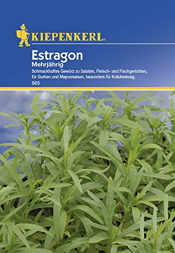 Kiepenkerl Estragon mehrjährig