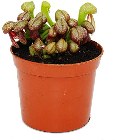 Exotenherz Fleischfressende Pflanze - Kobralilie - Darlingtonia californica - 9cm Topf - Rarität