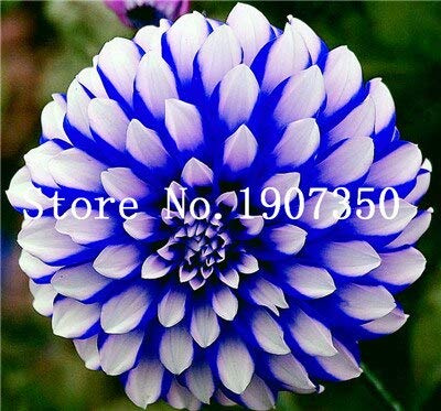 Graines de fleurs de dahlia fraîches à planter en mélange blanc paquet de 100 graines