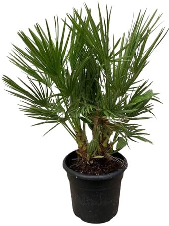 Trendyplants - Chamaerops Humilis Strauch - Höhe 90-110 cm - Europäische Zwergpalme - Winterhart - Gartenpflanze - Topfgröße Ø21cm