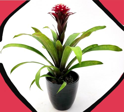 POWERS TO FLOWERS - GUZMANIA CONIFERA BLACK, IN VASO CERAMICA NERO, BROMELIA, VASO 14CM DIAMETRO, pianta vera