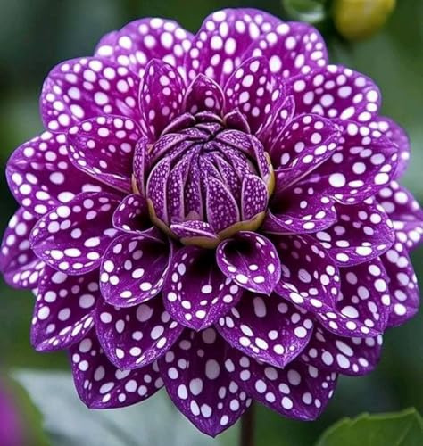 Rizoma de dalia perenne,Decuado para plantar al aire libre, Diseño de paisaje, Plantación Primavera y otoño-2 Rizomas-f