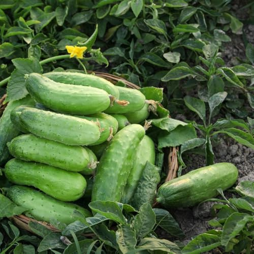 semillas de pepino al aire libre - orgánicas bancal elevado cobertura del suelo camas jardín 600pcs
