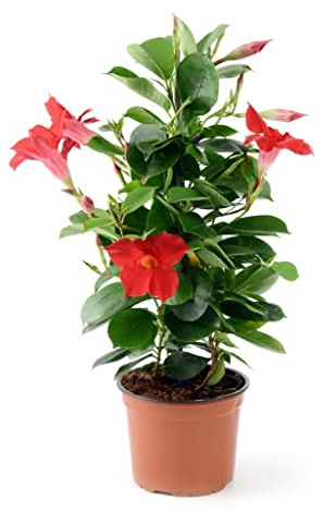 Dipladenia Roja Arbustiva Natural Planta Resistente y Fácil de Mantener