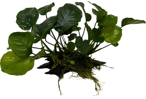 WASSERPFLANZEN WOLFF - Wurzel mit Breitblättrigem Speerblatt – Anubias barteri | Robuste Aufsitzerpflanze & Vordergrundpflanze | barschfest, pflegeleicht & langlebig | Driftwood