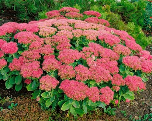 Sedum spectabile 'Brillant' 9x9 cm Topf – Winterhart & Mehrjährig & Pflegeleicht – Fetthenne – Staude für Steingarten & Beet