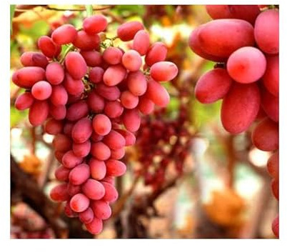 Weinrebe Vitis vinifera Crimson Seedless 180-200 cm – kräftige Tafeltraube mit knackigen, kernlosen, hellroten Trauben – ideal für Garten, Terrasse & Balkon, hoher Ertrag, pflegeleicht