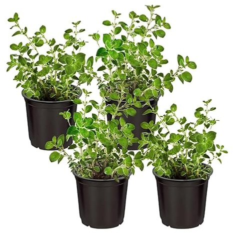 Pack de 3 Plantas Aromáticas Medianas – Romero + Tomillo + Oregano – Envío protegido – Ideal cocina y huerto urbano