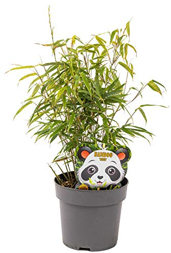 Schirmbambus Fargesia rufa in extrastarker Solitärqualität! Für Garten, Kübel, Trog, Beet & Terrasse; Bambus als Sichtschutz, Bambushecke in der modernen Gartengestaltung (1 Stk, Midiballen)