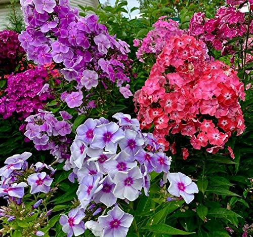 3 X Phlox Paniculata Mix - Radici Nude - Rizomi Di Alta Qualità (3)