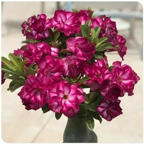 Rosa del Desierto: Bulbos adaptables que florecen rápidamente para decorar tu hogar.-1bulbos-D