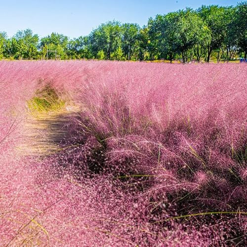 muhlenbergia capillaris, bodendecker herbst deko ziergras herbstpflanzen deko wohnzimmer büropflanzen schattenpflanzen zimmer ziergras winterhart balkonpflanze garten winterharte 850samen