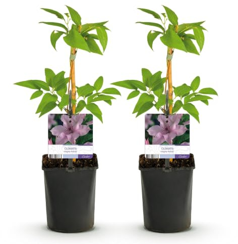 GreenboutiQ - Kletterpflanze - Clematis Hagley Hybrid - Blüte Rosa - Wenig Pflege - 2 Pflanzen - Topf 11cm Höhe 40cm