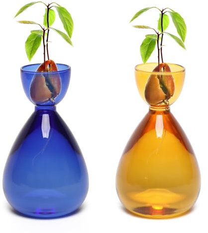 Avocado Vase Avocado Seed Starter Vases Trees Live Plants Growing kit Glass 2pc