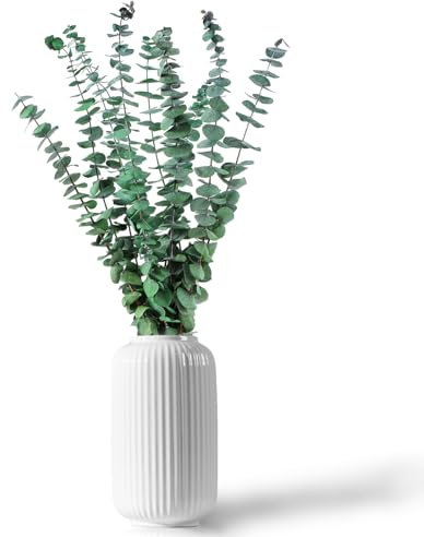 CAwished 12 Pcs Dried Preserved Green Eucalyptus Plant Stems Branches Leaves 17 for Vase Filler, Flower Arrangement, Wedding Decor, Home Décor
