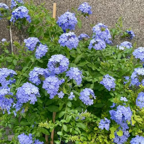 plumbago, leadwort - decorative, viti, rampicanti di selvatici esotici balcone, recisi semi di tappezzanti resistenti al freddo 500semi