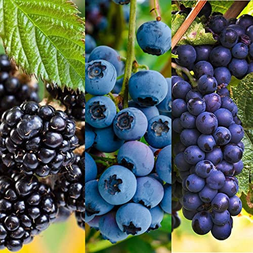Blueberry, BlackBerry & Grape Fruit Plant Mix - 3 Fruit Plants in 9cm Pots - Ideal Plants for UK Climates