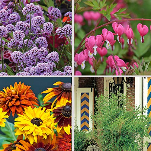 Nurserymans Choice Large Plant Collection End of Season Nursery Sale Lucky Dip Plants Easy to Grow Your Own Outdoor Garden Flowers Ready to Plant UK, 1x 1-Litre Potted Plant by Thompson & Morgan