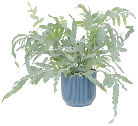 KENTIS - Phlebodium Blue Star - Felce a Zampa di Coniglio - Piante Purifica Aria da Intenro - Pianta Vera da Appartamento - H 32-42 cm Vaso Ø 17 cm