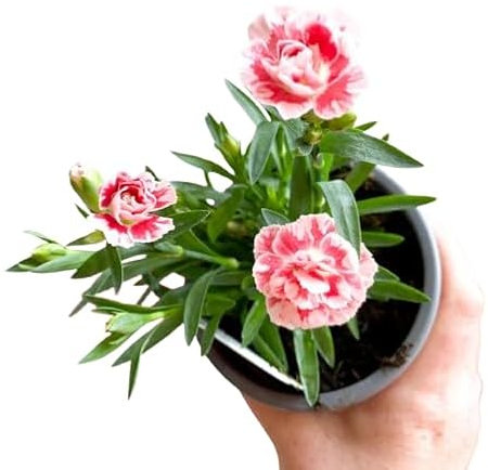 Clavel Oscar DECOALIVE Clavelina Natural Planta Viva