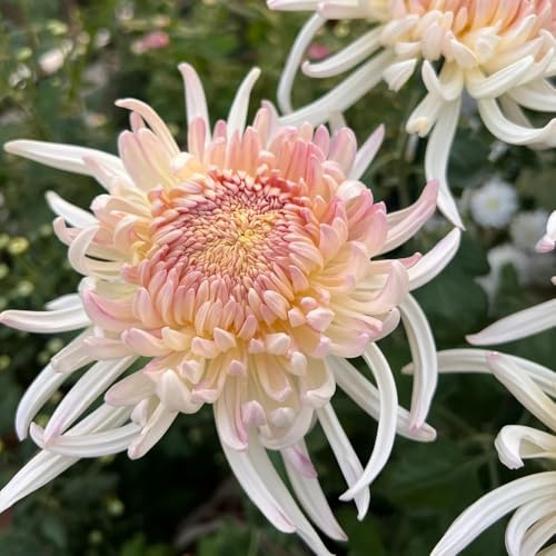 semi di crisantemo rampicante rara recisi da balcone Giardino roccioso: resistenti al pieno sole di biologiche da esterno balcone 300pcs
