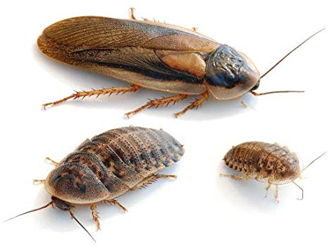 proinsects Argentinische Waldschaben (Blaptica dubia) mittel 100 STK.