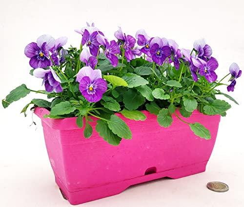 POWERS TO FLOWERS - VIOLE DEL PENSIERO, VIOLA A FIORE PICCOLO LILLA IN BALCONETTA 22X10CM, pianta vera