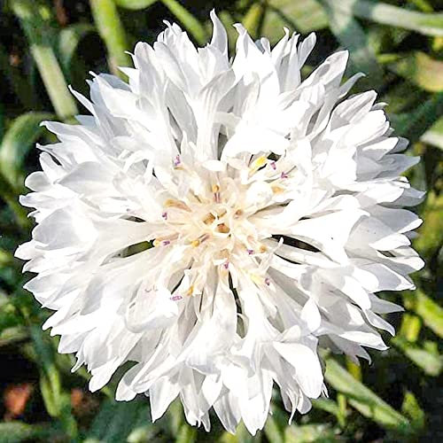 Welldales 50 Pure White Cornflower Seeds UK Florists Favourite Tall Stem Cottage Annual