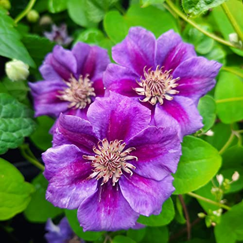 Clématite Ashva 1L - Parfait pour la culture en conteneurs