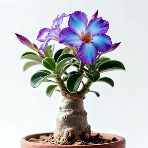 Adenium obesum - Rosa del deserto rampicante balcone giardino 1Rhizome