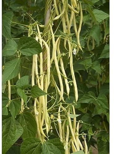 Sachet de graines de Haricot à rames mangetout MONTE GUSTO - 50 g - Haricot rames mangetout - LES GRAINES BOCQUET