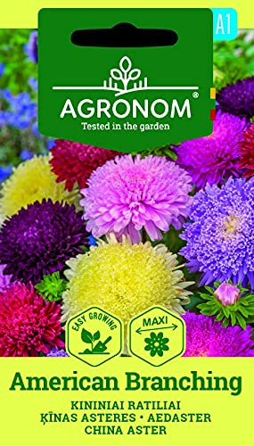 AGRONOM | SOMMERASTER AMERICAN BRANCHING | Blumenssamen | Große, leuchtende Blüten | Einjährige Pflanze | Pflanze samen | Frosthart Pflanzesamen | 1 Pack