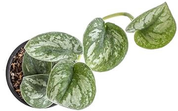 Scindapsus Natural una Planta Tapizante para Decorar con Estilo