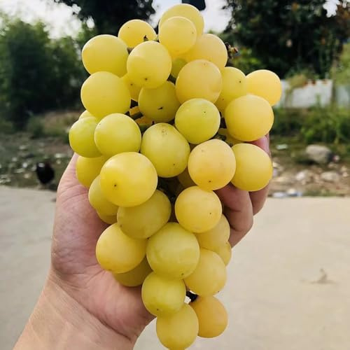 50 pcs Weintrauben Pflanzen Samen - obstbaum dekopflanzen Traubenkerne samen, Vitis vinifera, obstbäume deko pflanzen bio saatgut säulenobst dekoration wohnzimmer seed best of säulenobstbäume