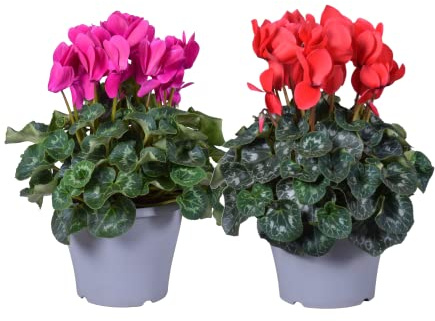 Pack de 2 Violeta de los Alpes Cyclamen Plantas con Flores de Colores
