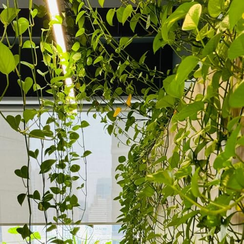 semi di pothos - giardino roccioso giardino d'appartamento esotiche tappezzante resistente, esotiche 400pcs