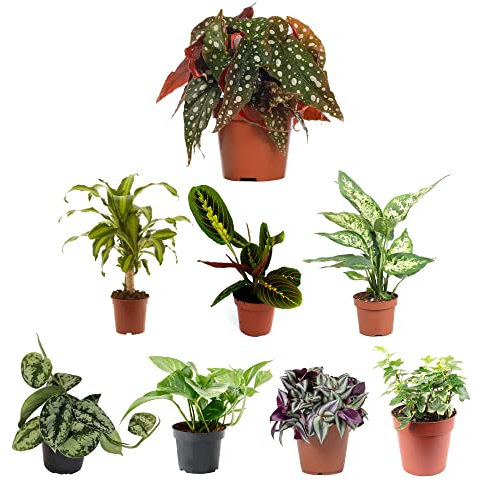 Pack Plantas Interior Bicolores IV: Begonia Maculata, Tronco de Brasil, Maranta, Dieffenbachia, Scindapsus, Potto, Tradescantia y Hiedra Variegata