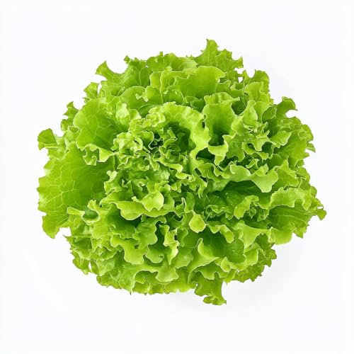 250 Batavia Lettuce Seeds - SemiSauvage Permaculture