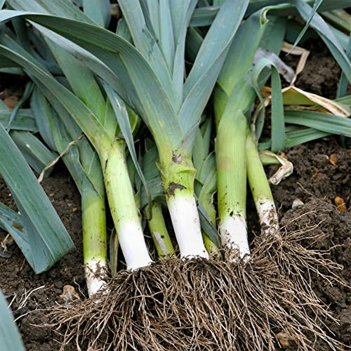 Leek Musselburgh Seeds – Fresh and Tasty Vegetables – Versatile and Easy to Grow – for Your Kitchen Garden