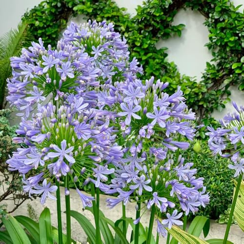 semillas de agapanto para bancales elevados lirio africano cortadas Decoración jardín para exteriores, alfombra, primavera, silvestres 60pcs