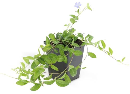 Bodendecker Kleines Immergrün Vinca minor 9cm Topf Set mit 12 Pflanzen