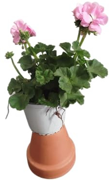 DECOALIVE Geranio Natural con Flores Rosa – Planta Viva de Fácil Cultivo – Ideal para Regalo