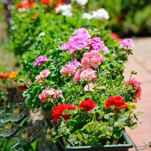 semillas de geranio perenne - decorativas jardín resistentes balcón silvestres 550pcs