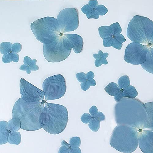 Crysdaralovebi 120pcs DIY Pressed Blue Series Dried Hydrangea Macrophylla Flower Plants Herbarium for Jewelry Phone Case Bookmark Making (Blue)