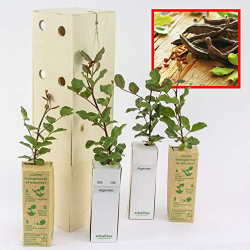 Caroubiers - Arbres Robustes Supportent Conditions Arides - Jeunes Pousses de 30 cm Reçues dans une Caisse en Bois Réutilisable – 4 Unités