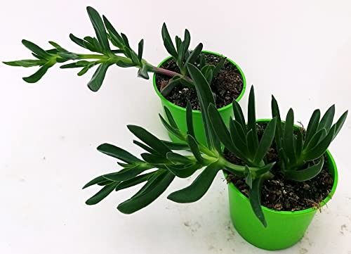 POWERS TO FLOWERS - CARPOBROTUS EDULIS, FICO DEGLI OTTENTOTTI, MESEMBRIANTEMO, A FIORE FUCSIA e BIANCO, VASO 14CM DIAMETRO, pianta vera