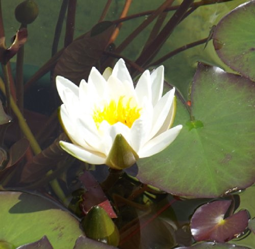 Teichpflanzen Seerosen : Nymphaea Seerose  Odorata Alba  winterhart Pflanztiefe bis 150 cm